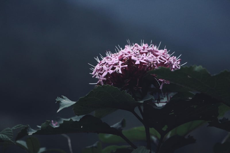 Subdued Hints